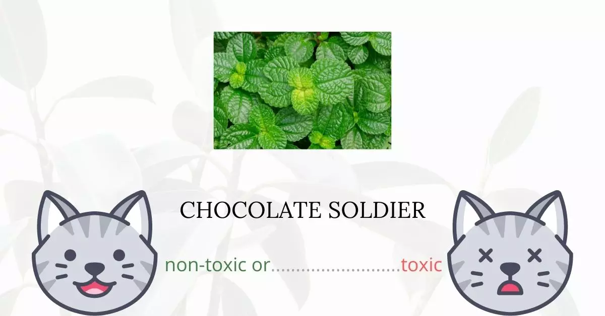 Is Chocolate Soldier Toxic For Cats