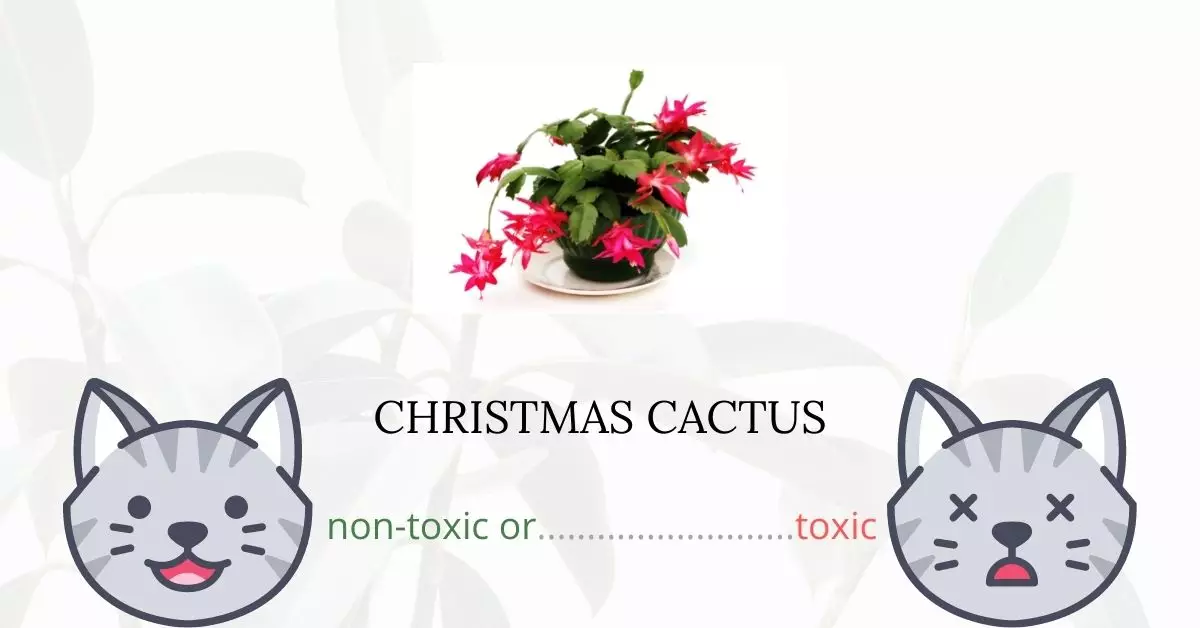 Is Christmas Cactus Toxic For Cats