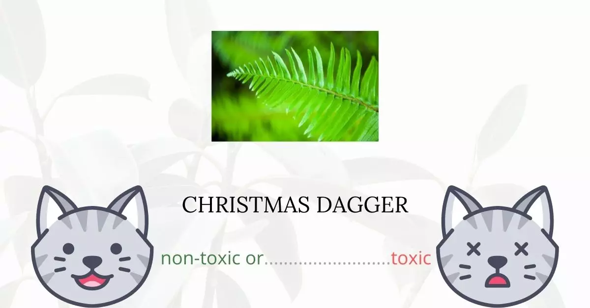Is Christmas Dagger Toxic For Cats
