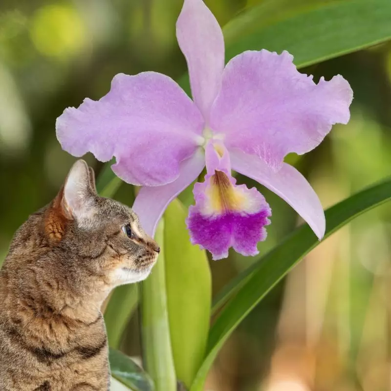 Christmas Orchid and a cat