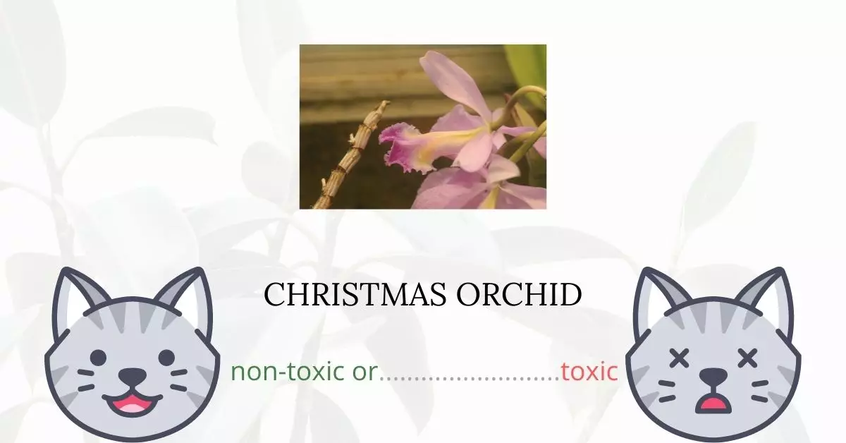 Is Christmas Orchid or Winter Cattleya Toxic For Cats