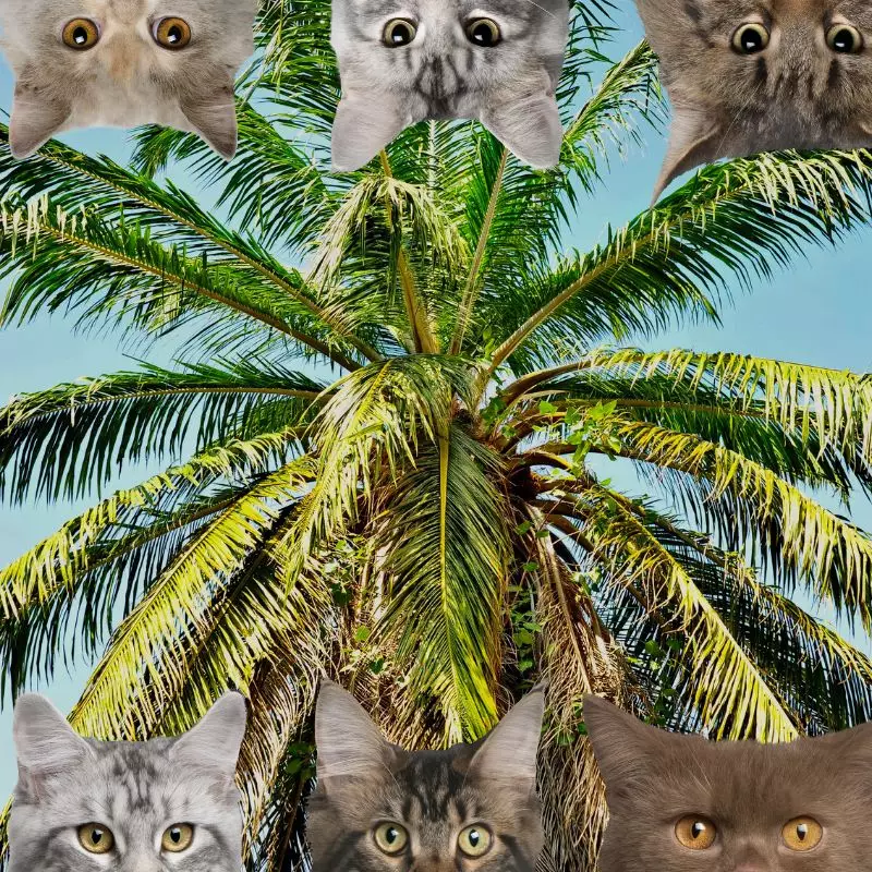 Christmas Palm and cats