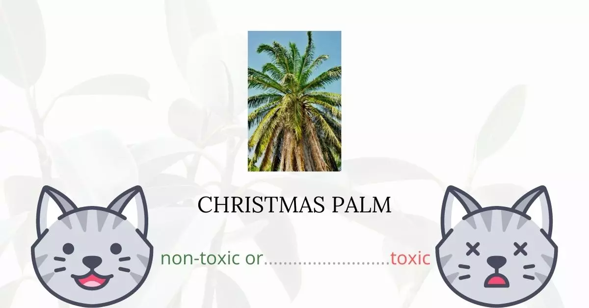 Is Christmas Palm Toxic For Cats