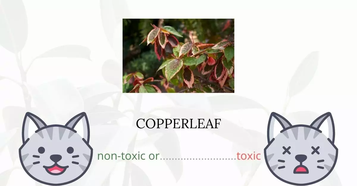 Is Copperleaf Toxic For Cats