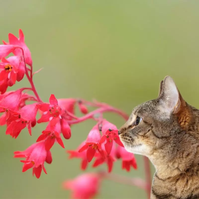 Coral Bells and a cat nearby