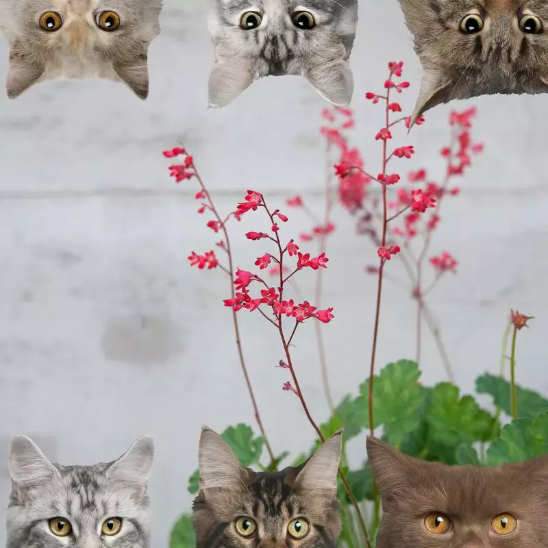 Coral Bells and cats