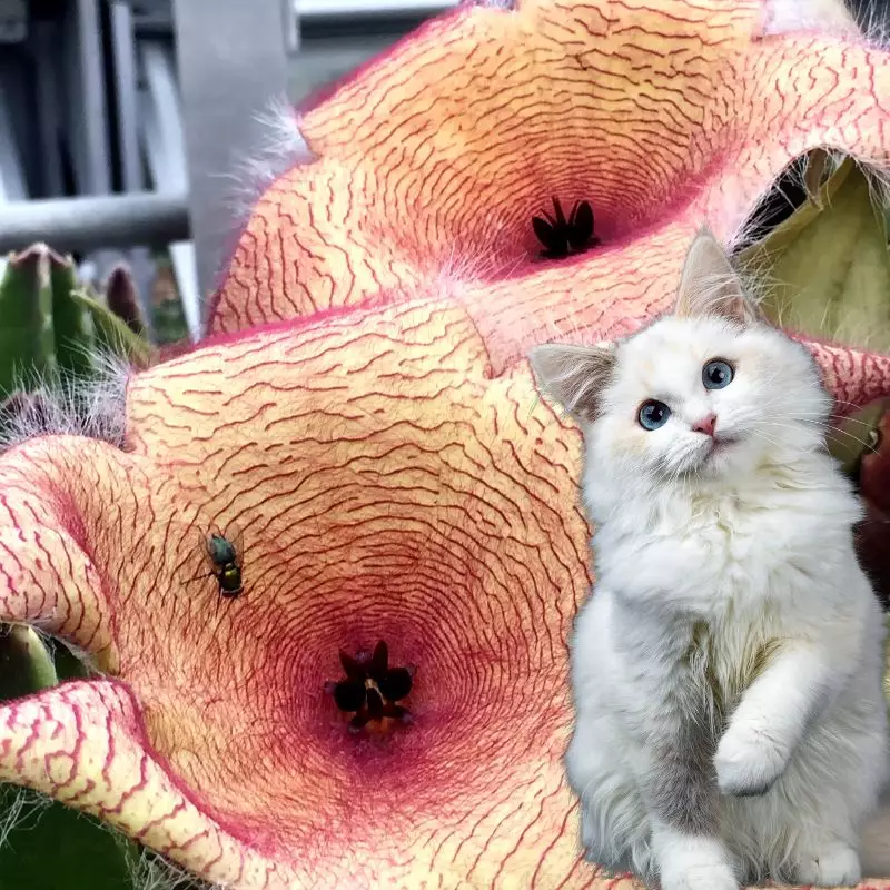 Hairy Toad Plant and a cat nearby