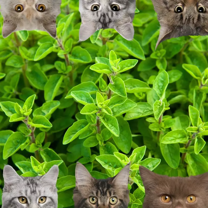 Marjoram and cats