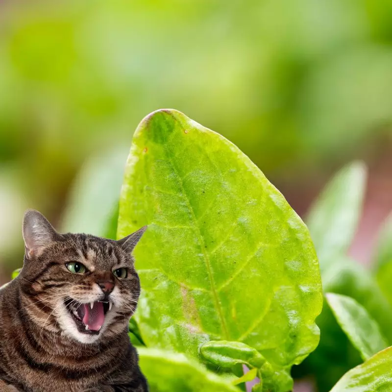 Sorrel and a cat nearby