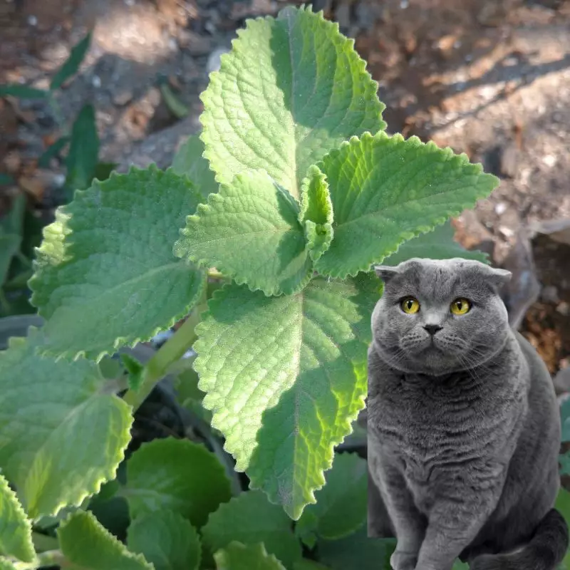 Spanish Thyme and a cat nearby