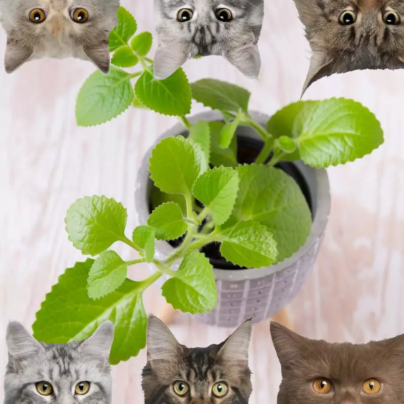 Spanish Thyme and cats