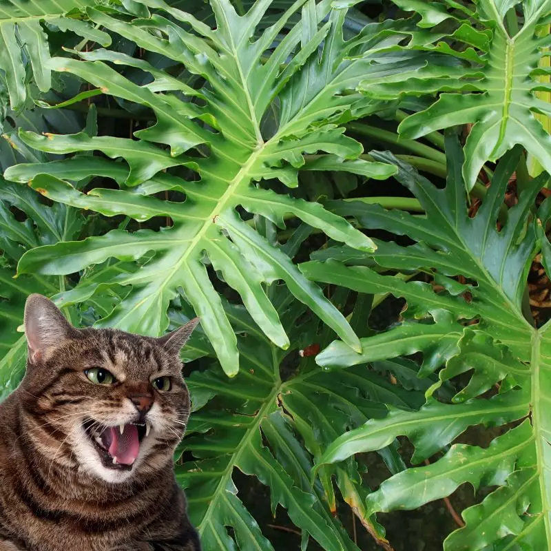 Split Leaf Philodendron and a cat nearby