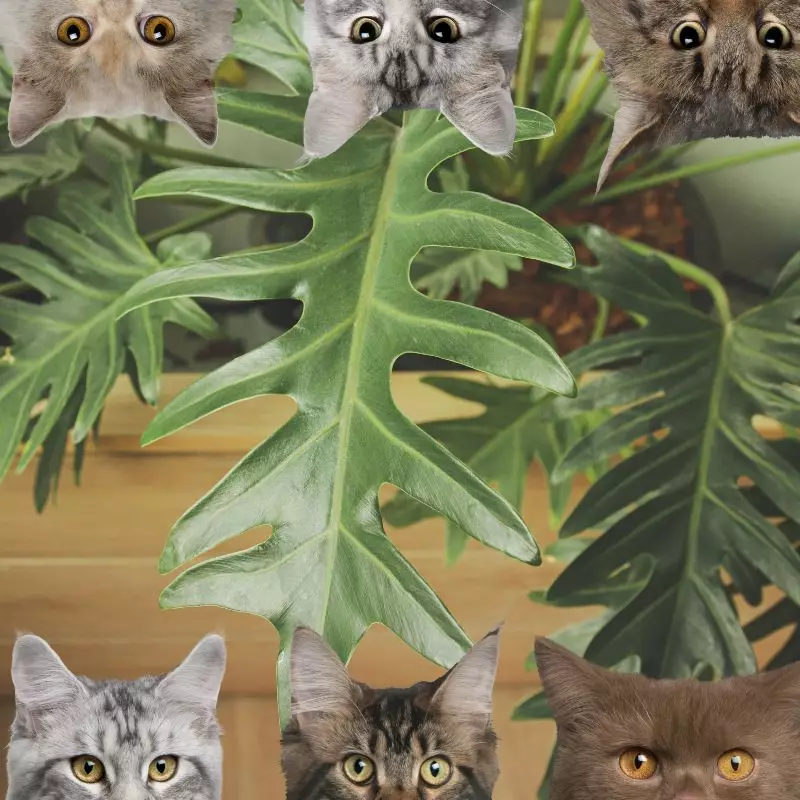 Split Leaf Philodendron and cats