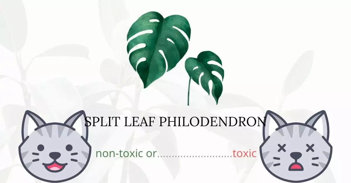 Is Split Leaf Philodendron Toxic to Cats
