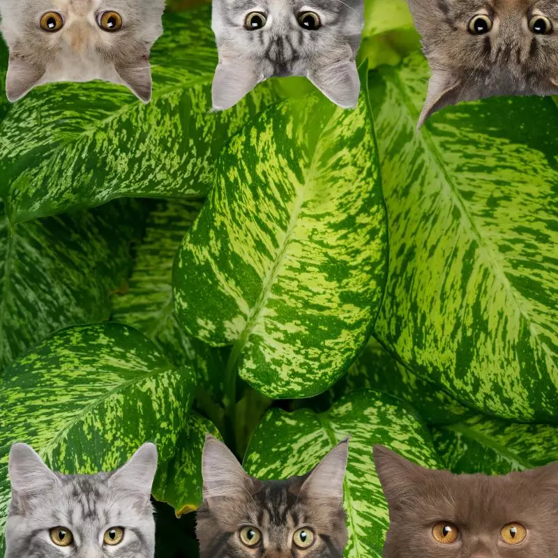 Spotted-Dumbcane and cats