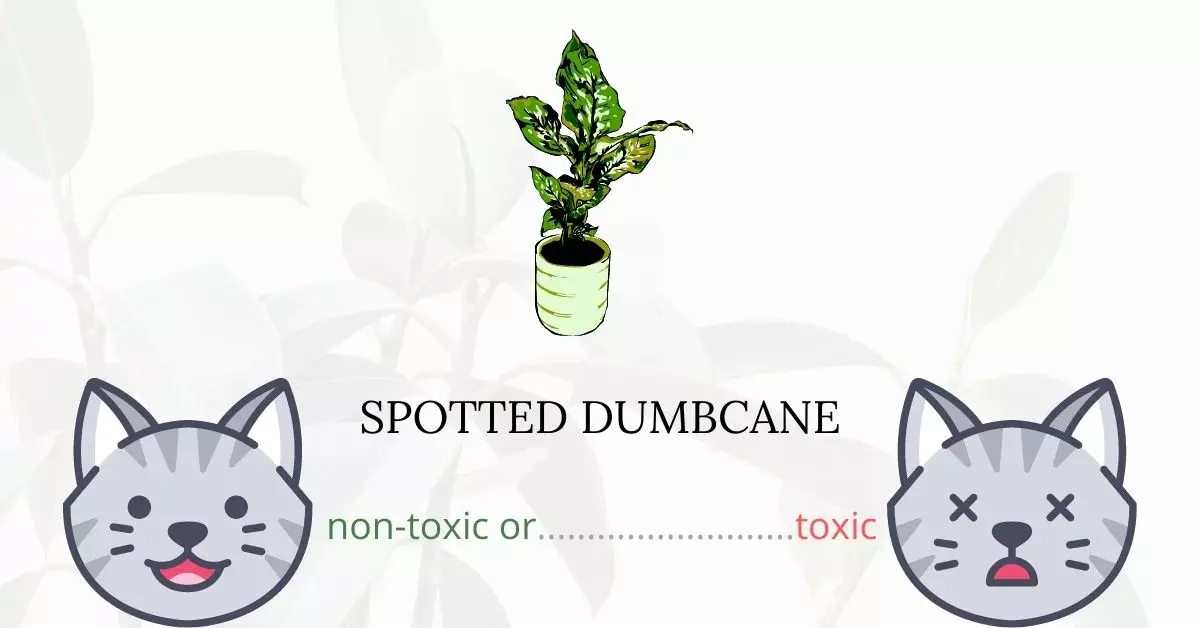 Is Spotted Dumbcane Toxic to Cats