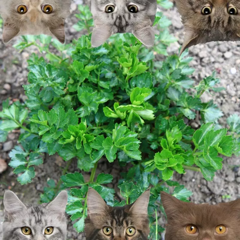 Spring Parsley and cats