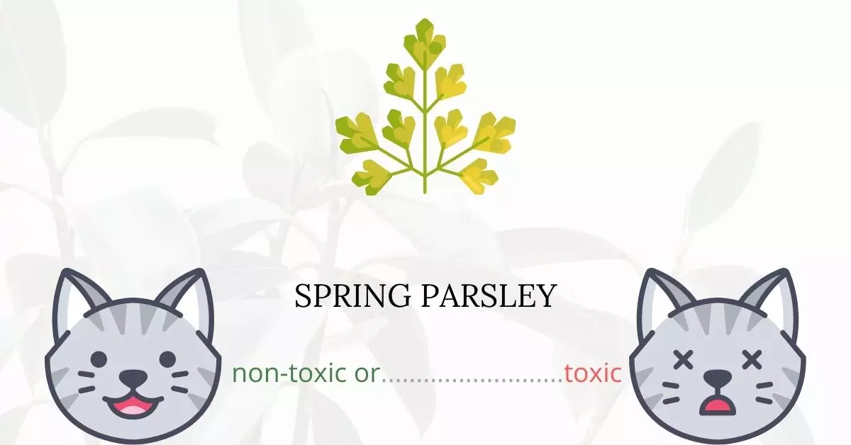 Is Spring Parsley Toxic to Cats