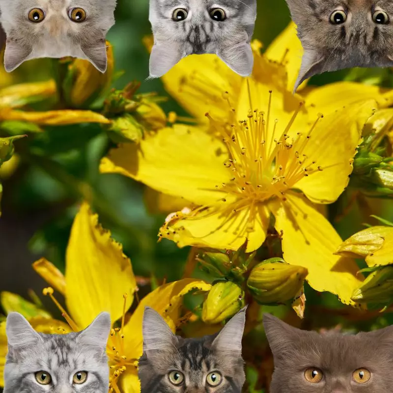 St. John’s Wort and cats
