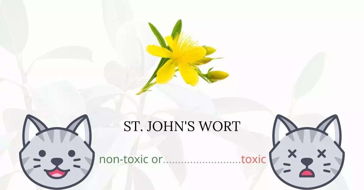 Is St. John's Wort Toxic to Cats