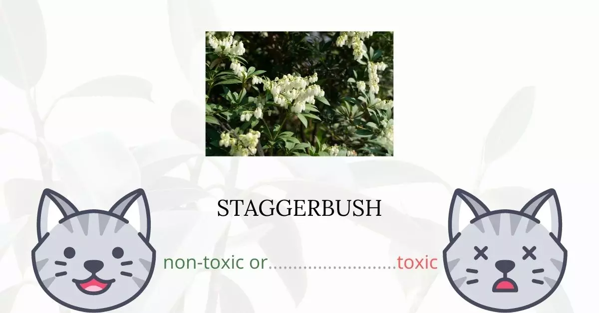 Is Staggerbush Toxic to Cats
