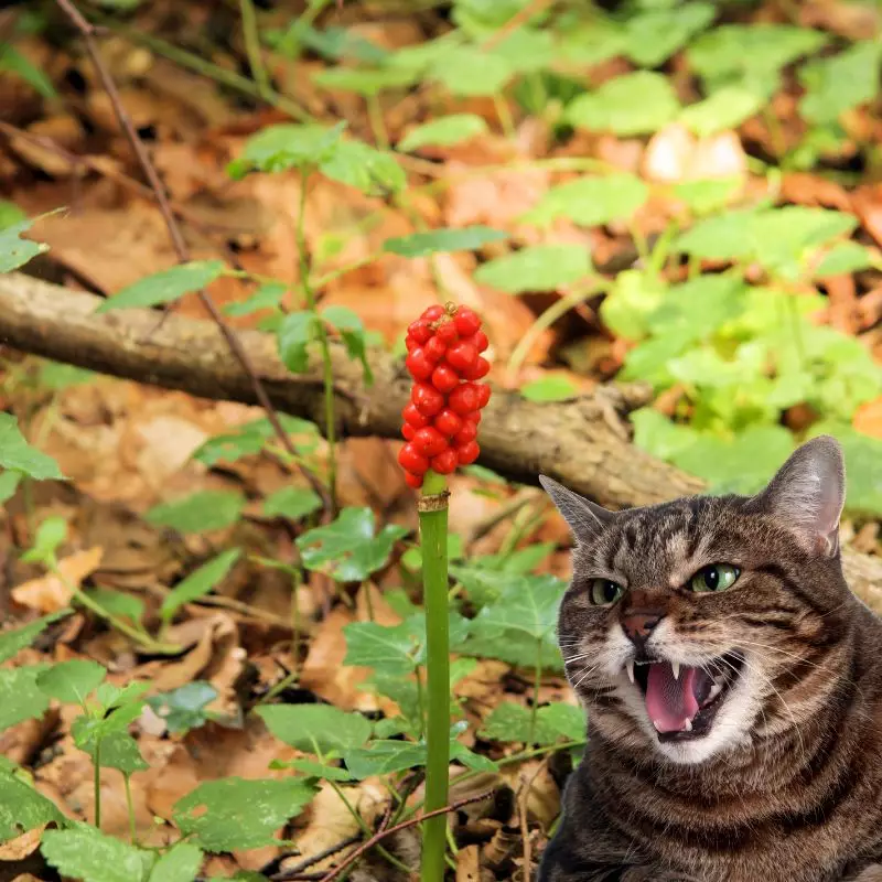 Starch Root and a cat hissing at it