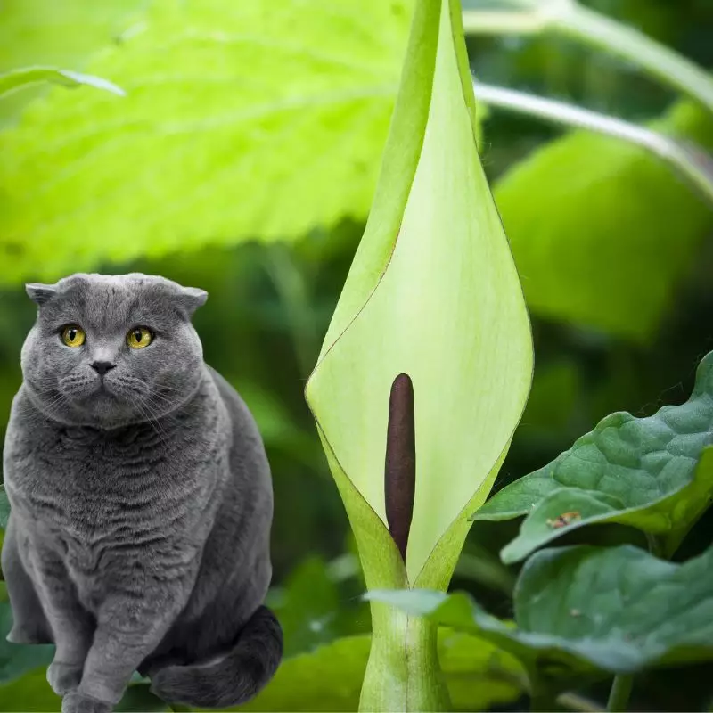 Starch Root and a cat nearby