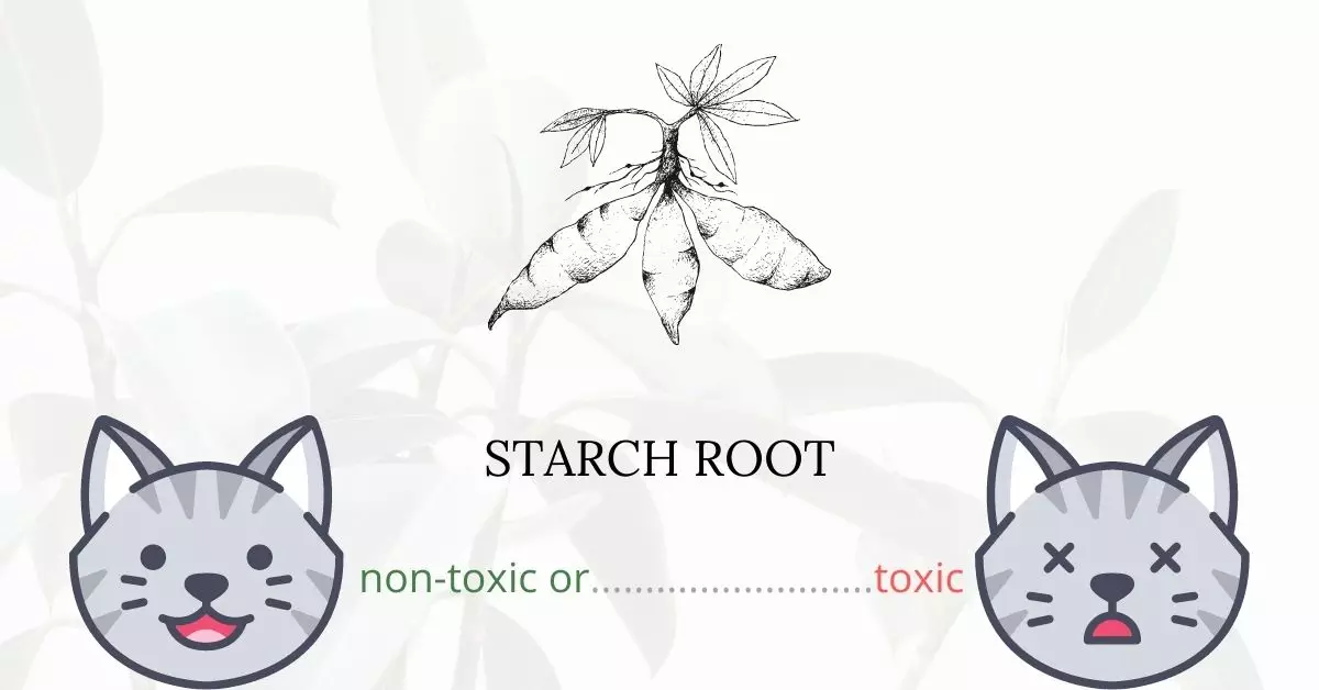Is Starch Root Toxic to Cats