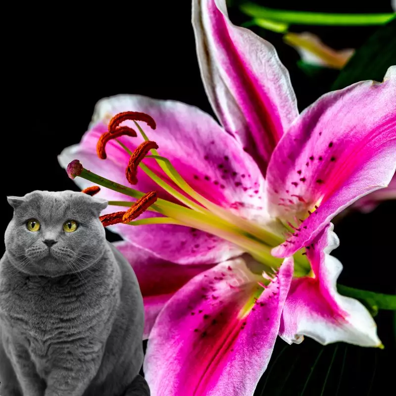 Stargazer Lily and a cat nearby