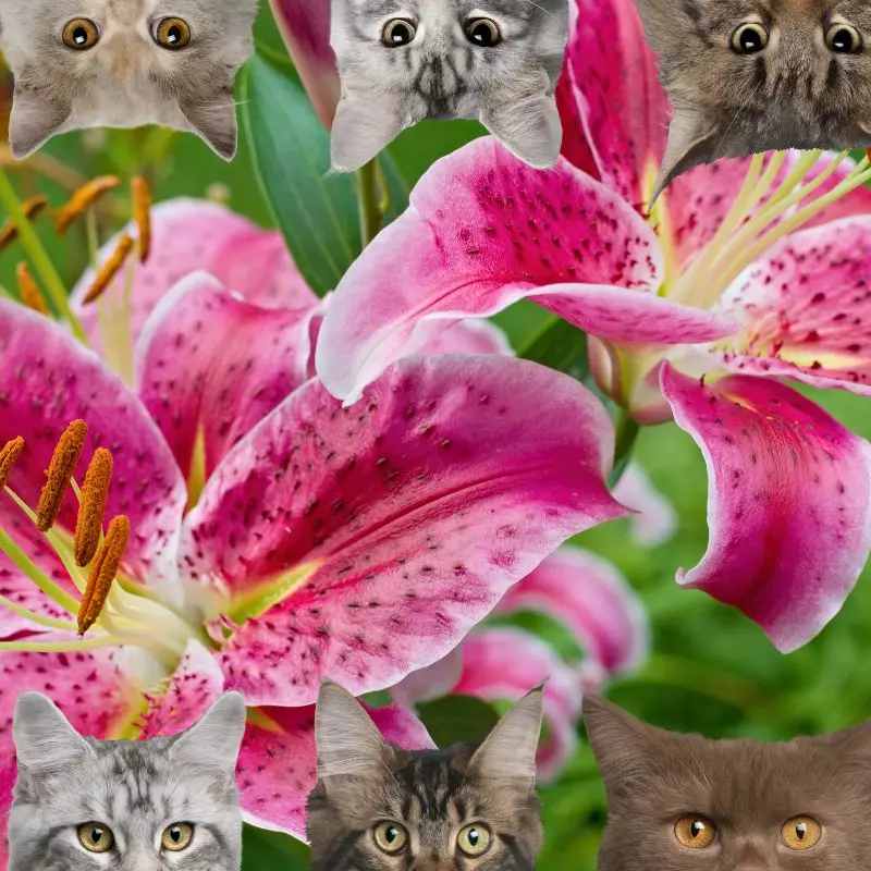 Stargazer Lily and cats