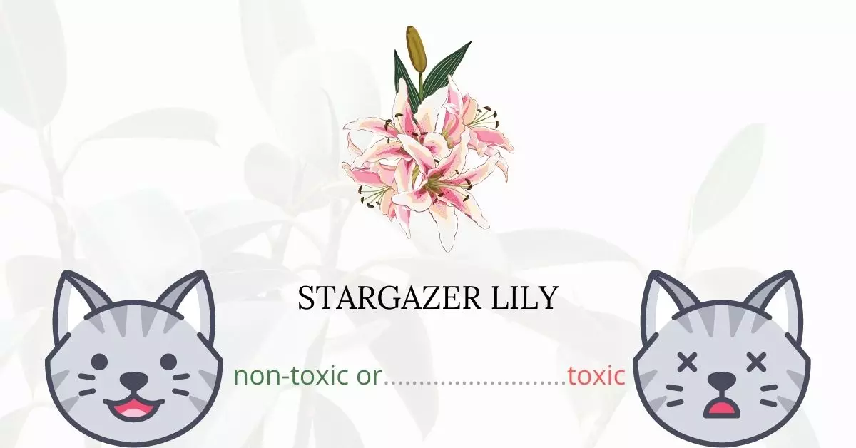 Is Stargazer Lily Toxic to Cats