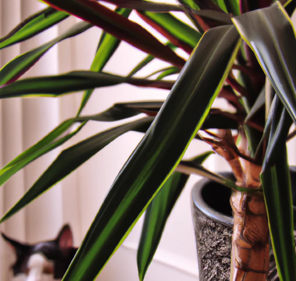 Straight-Margined Dracaena and a cat nearby