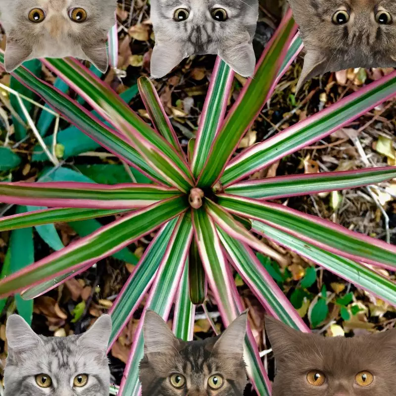 Straight-Margined Dracaena and cats