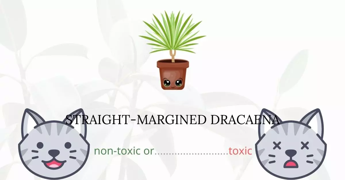 Is Straight-Margined Dracaena Toxic to Cats