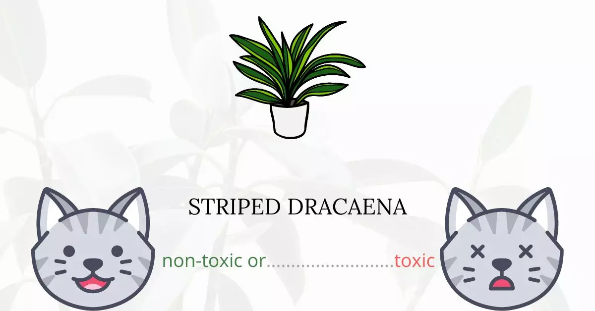 Is Striped or Warneckii Dracaena Toxic to Cats