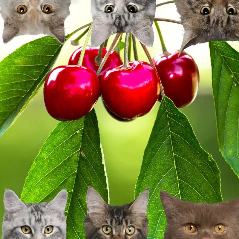 Sweet Cherry and cats
