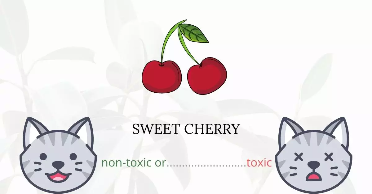 Is Sweet Cherry Toxic to Cats