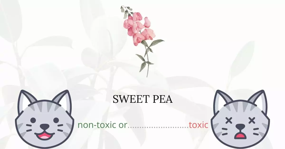 Is Sweet Pea Toxic to Cats