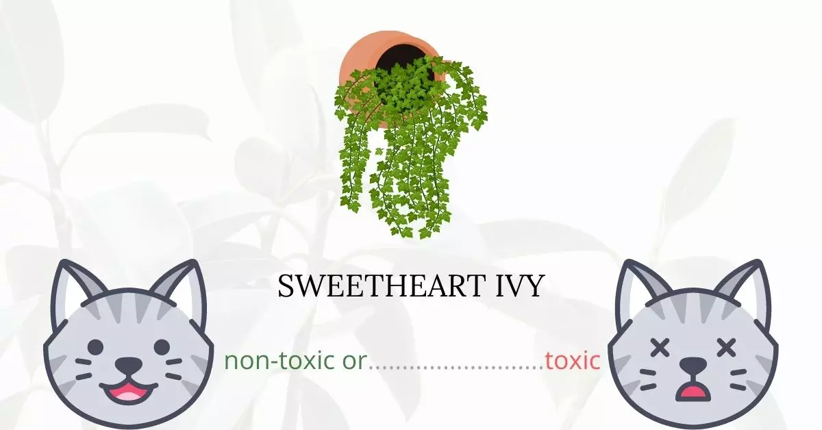 Is Sweetheart Ivy Toxic to Cats