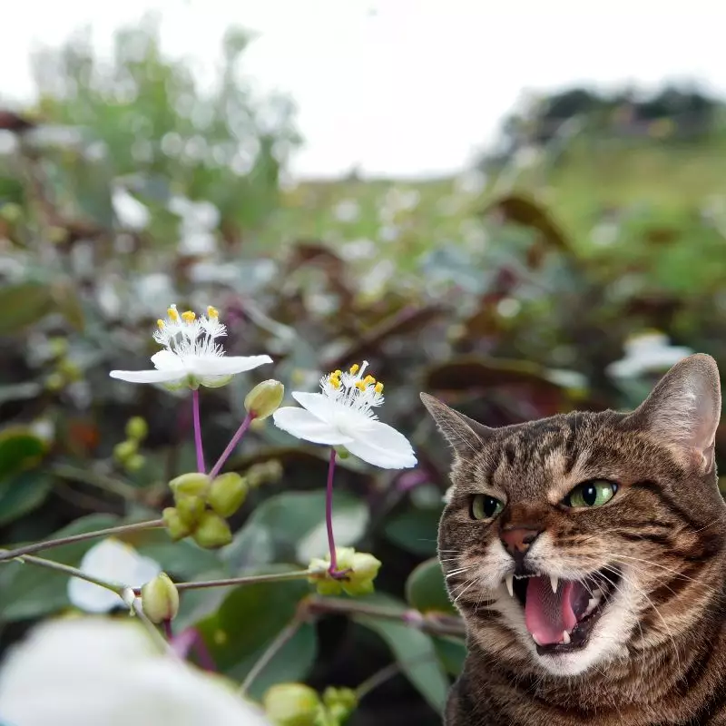 Tahitian Bridal Veil and a cat hissing at it