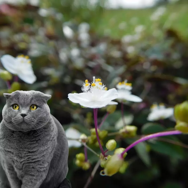 Tahitian Bridal Veil and a cat nearby