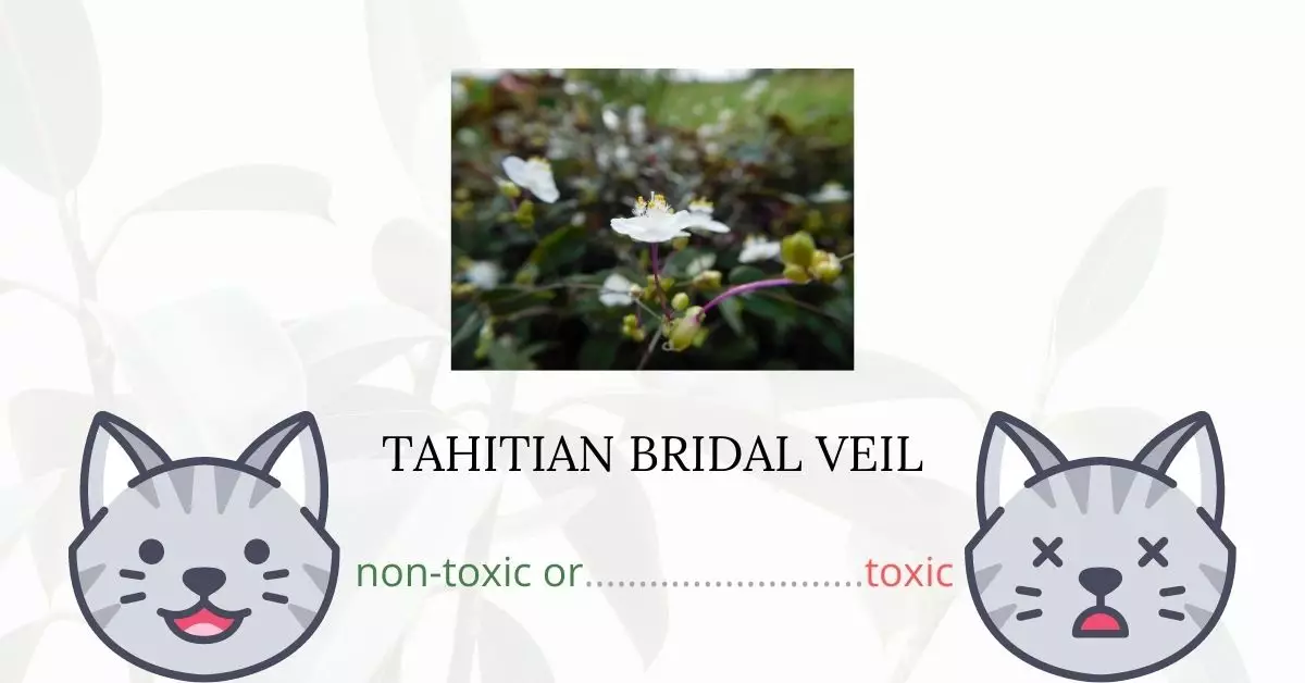 Is Tahitian Bridal Veil Toxic to Cats