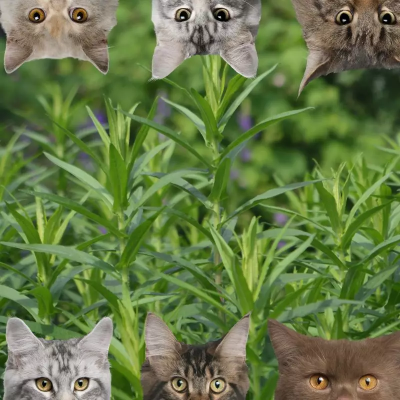 Tarragon and cats