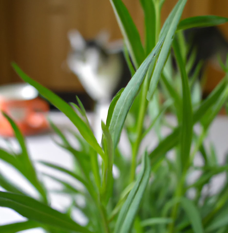 Tarragon with a cat in the background