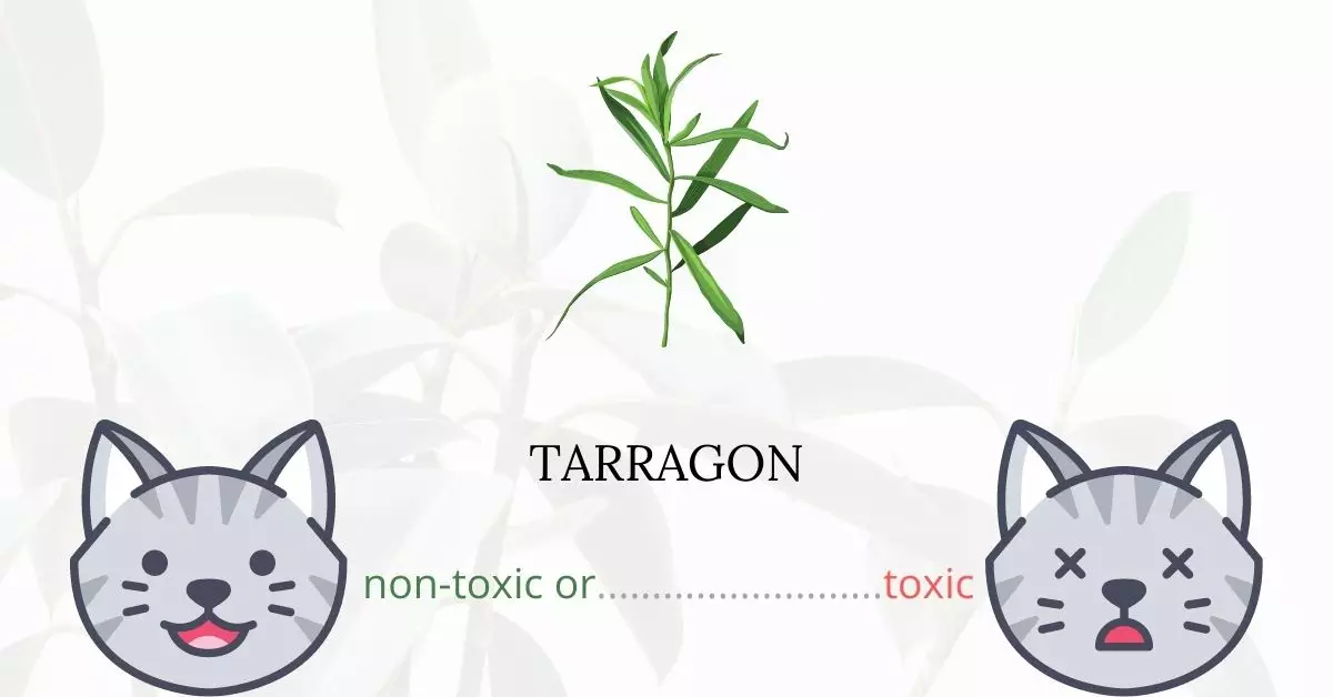 Is Tarragon Toxic to Cats