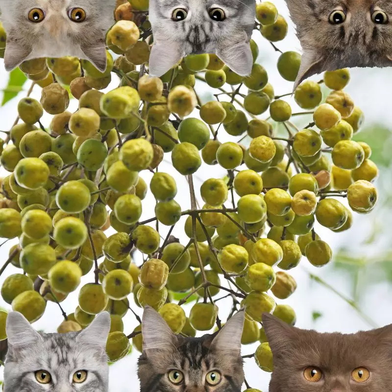 Texas Umbrella Tree and cats