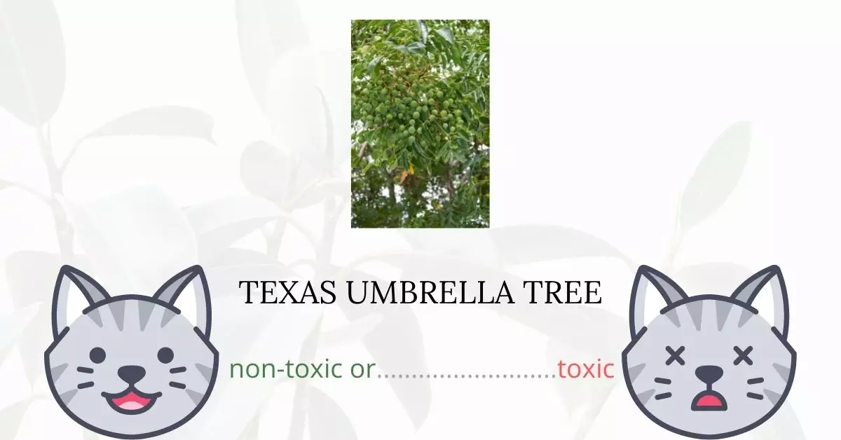 Is Texas Umbrella Tree Toxic to Cats