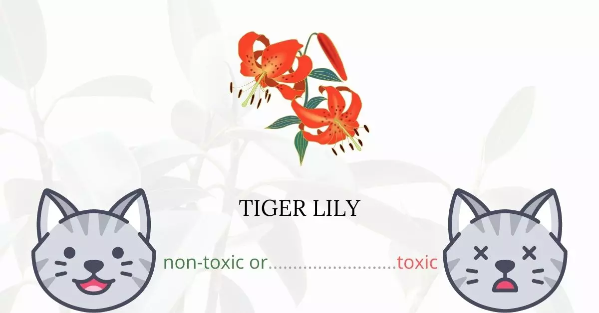 Is Tiger Lily Toxic to Cats