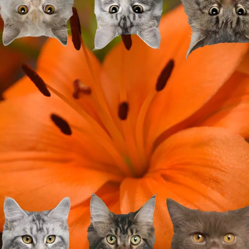 Tiger lily and cats