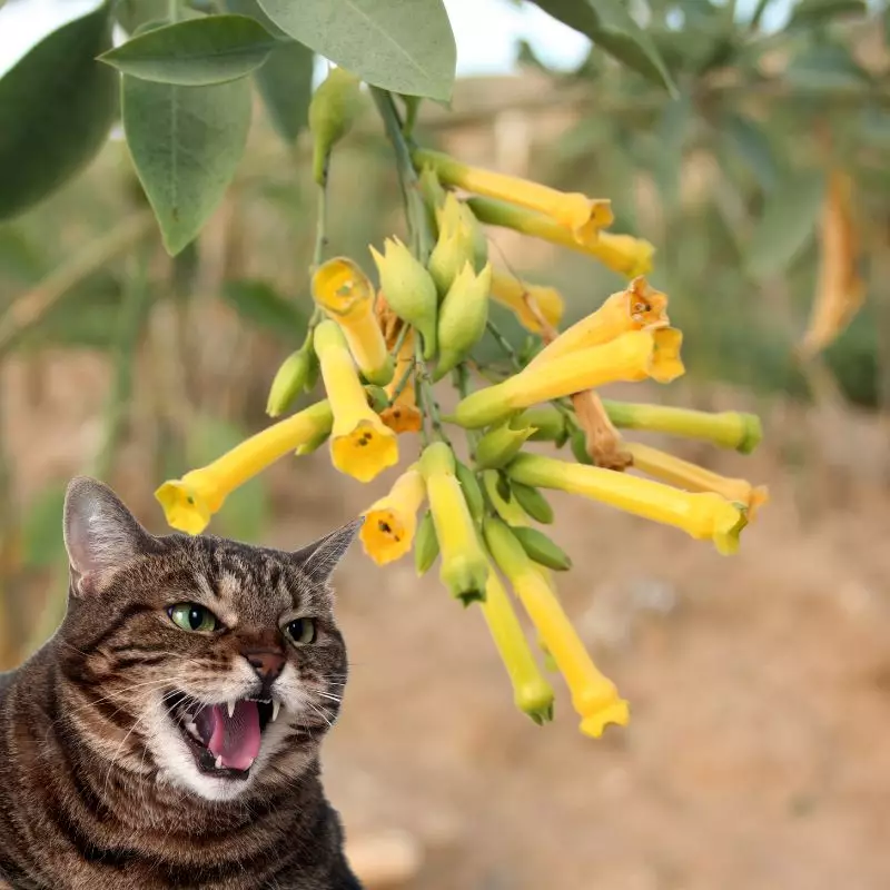 Tobacco with a cat hissing at it